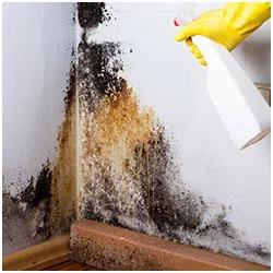 Hollywood Restoration Expert Hollywood, FL 954-414-0630 Hollywood Restoration Expert Hollywood, FL 954-414-0630 - side-mold-wgr-1